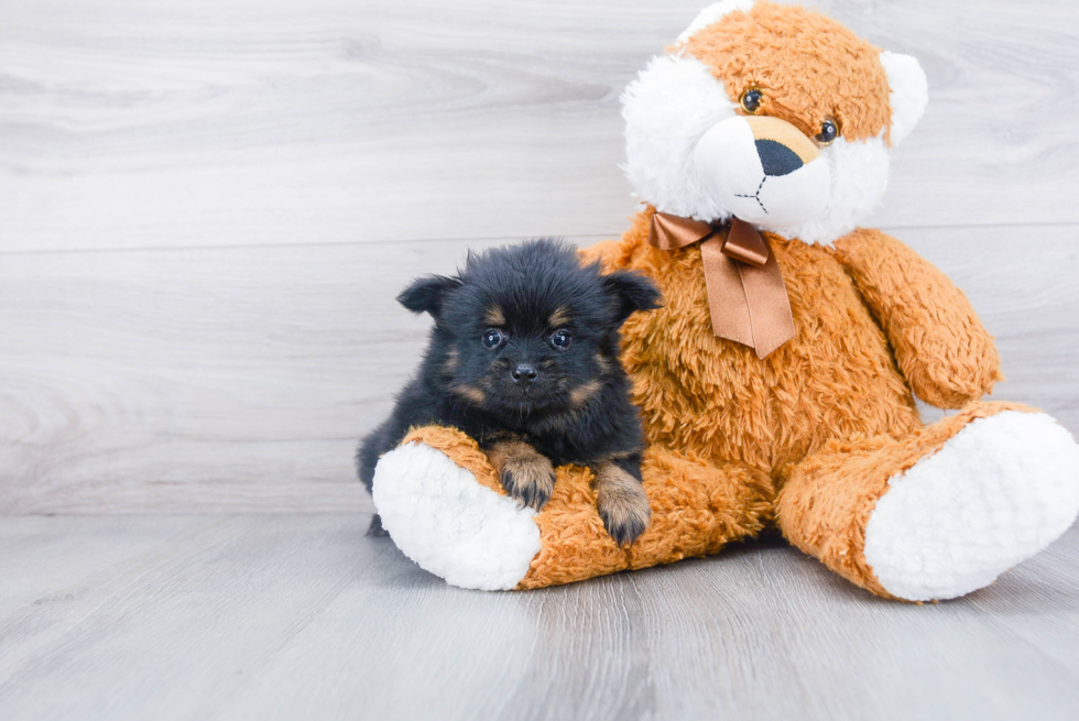 Little Pomeranian Baby