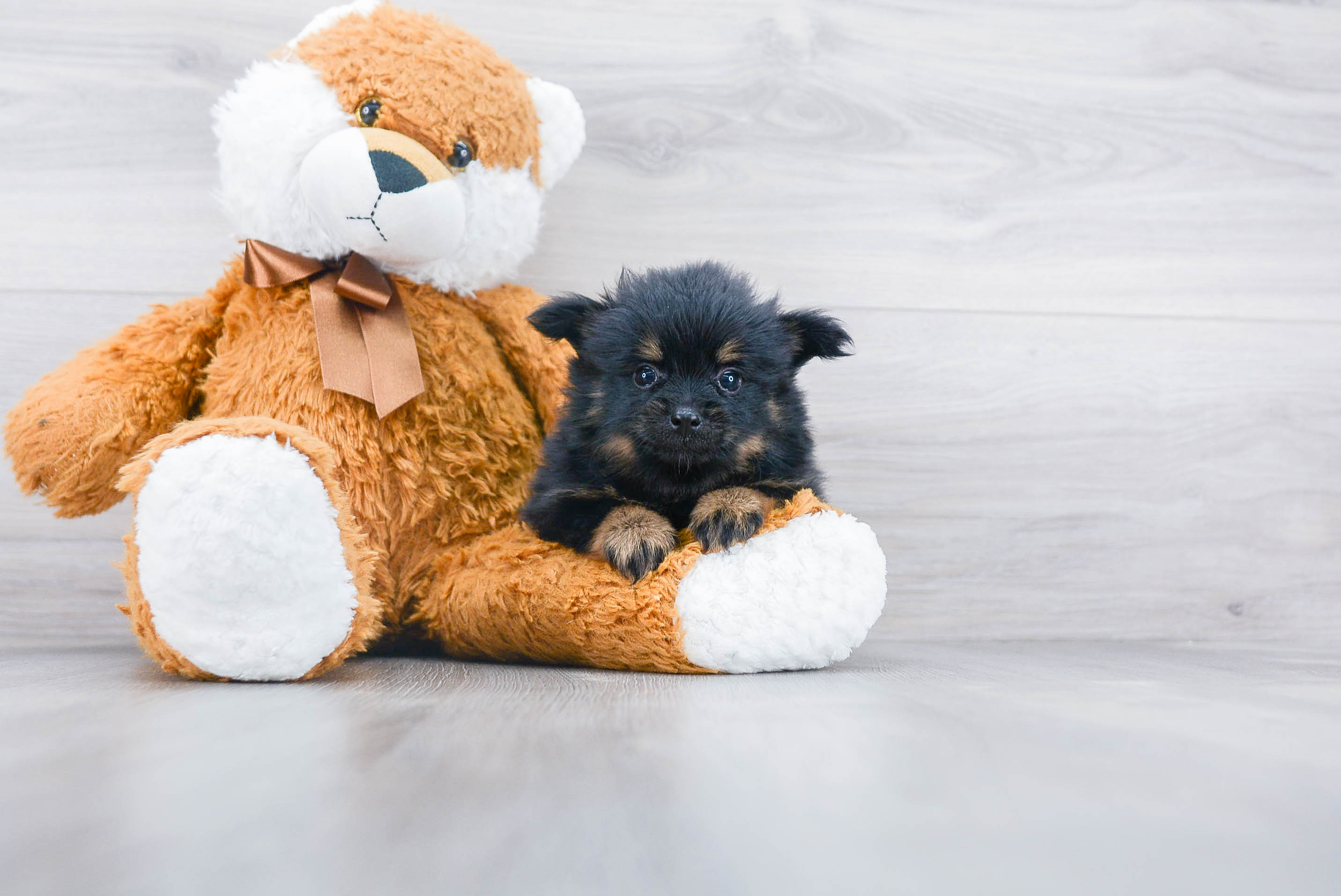 Best Pomeranian Baby