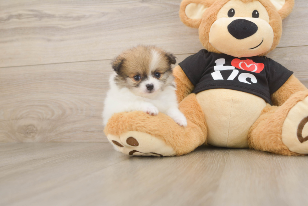 Sweet Deutscher Spitz Purebred Puppy
