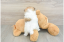 Sweet Pom Pom Purebred Puppy