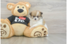 Akc Registered Pomeranian Purebred Pup