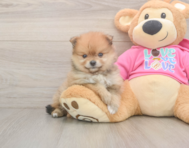 7 week old Pomeranian Puppy For Sale - Premier Pups