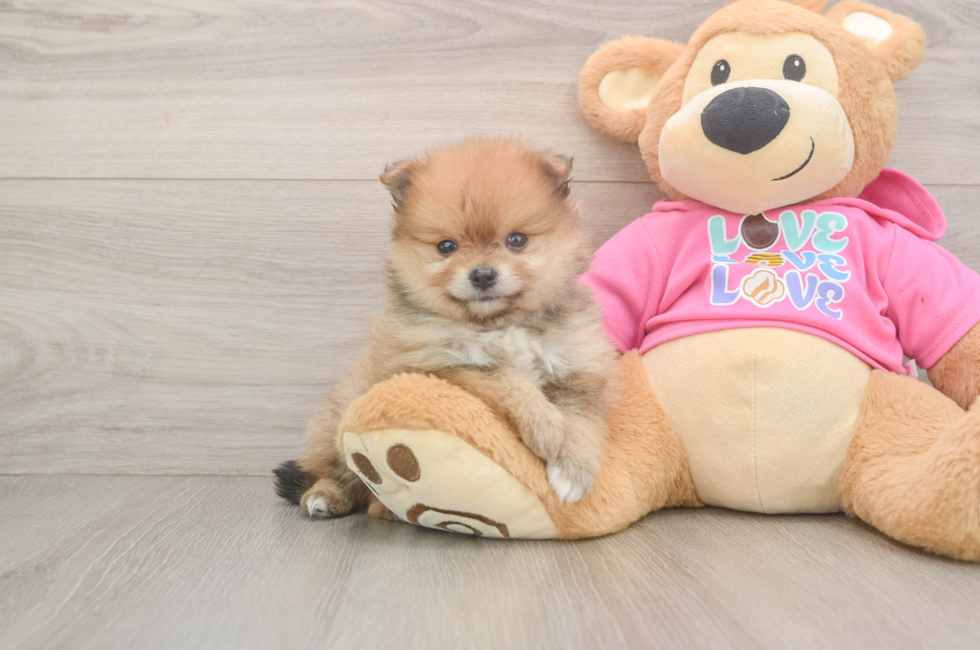 5 week old Pomeranian Puppy For Sale - Premier Pups