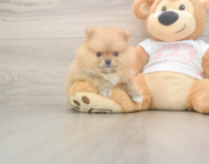 7 week old Pomeranian Puppy For Sale - Premier Pups