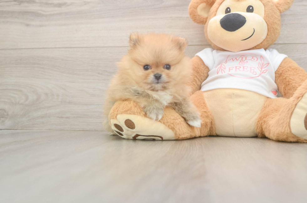 5 week old Pomeranian Puppy For Sale - Premier Pups
