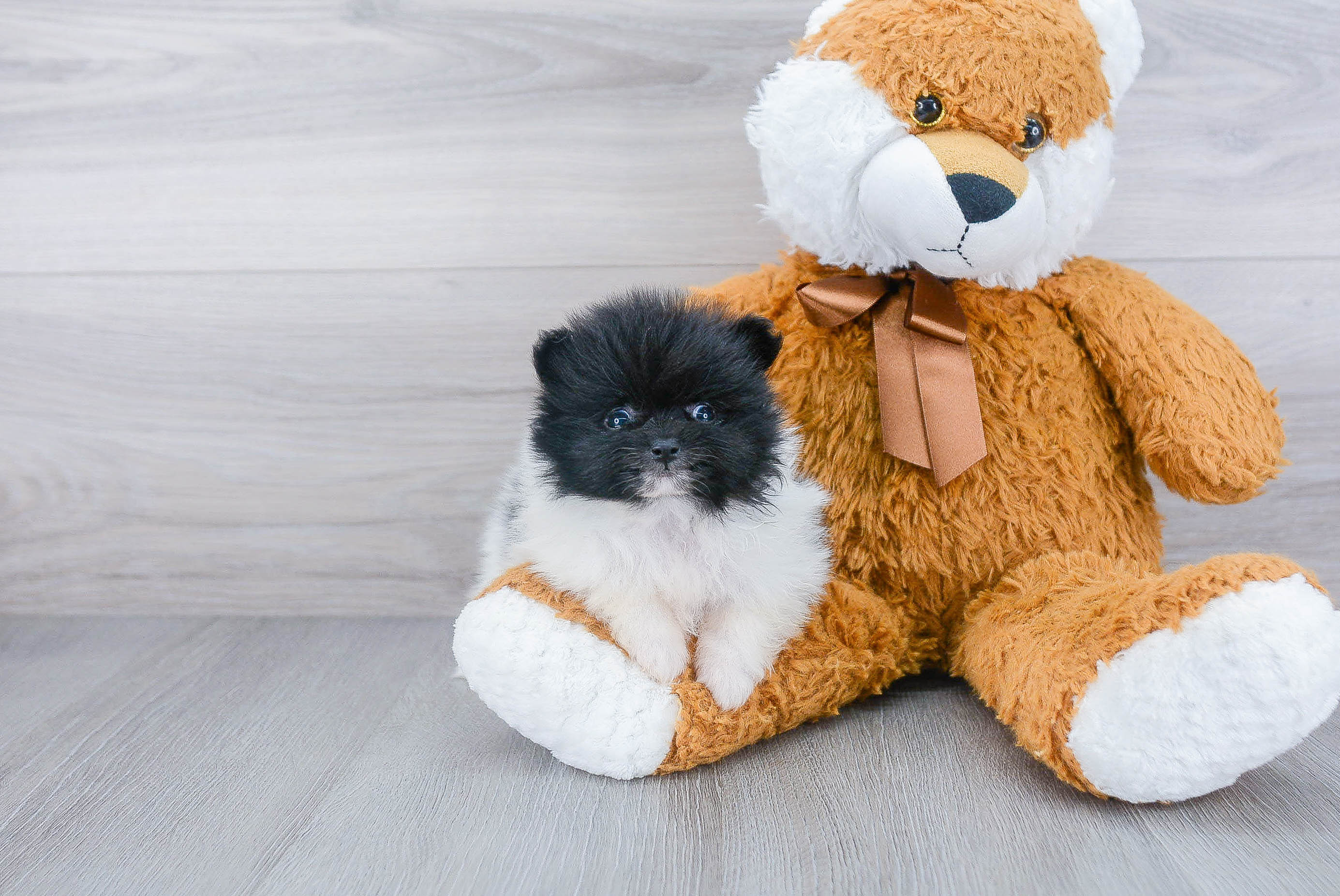Pomeranian Puppy for Adoption