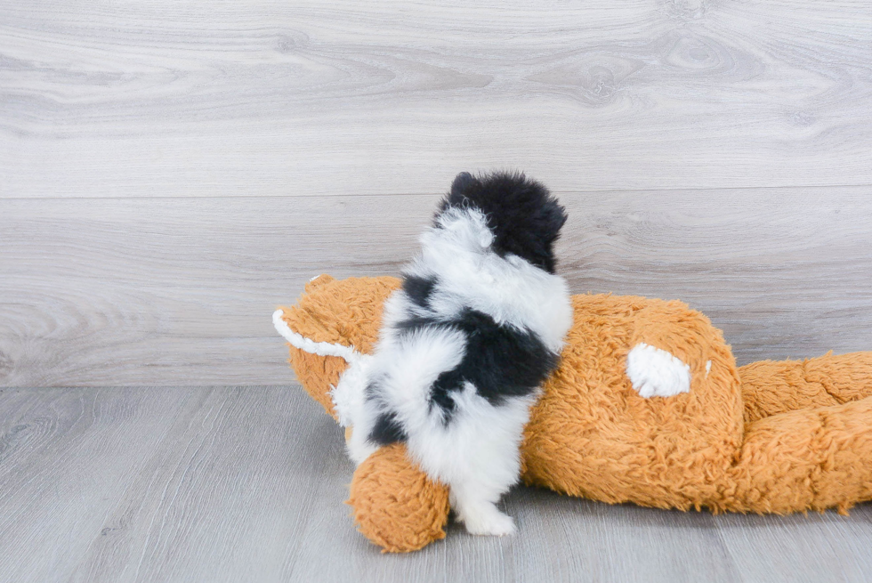 Playful Pomeranian Baby