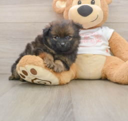 7 week old Pomeranian Puppy For Sale - Premier Pups