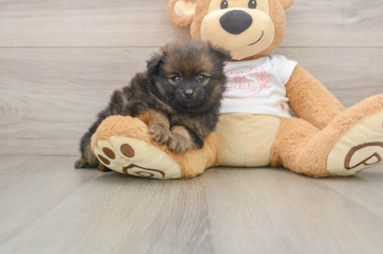 Funny Pomeranian Baby