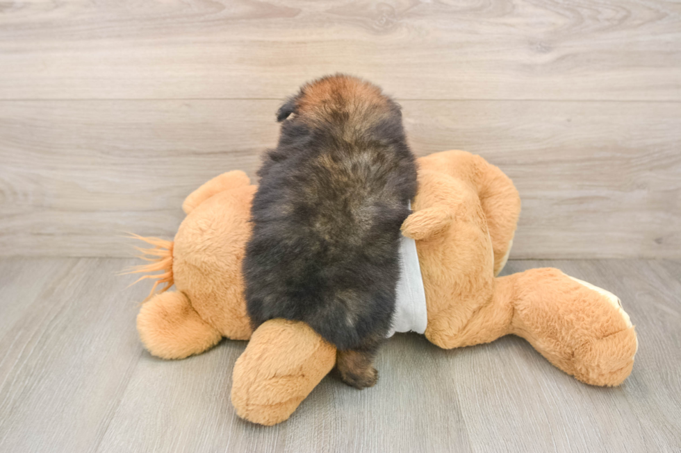 Best Pomeranian Baby