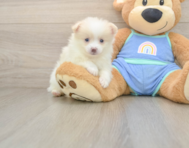 6 week old Pomeranian Puppy For Sale - Premier Pups
