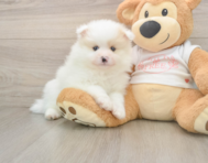 8 week old Pomeranian Puppy For Sale - Premier Pups