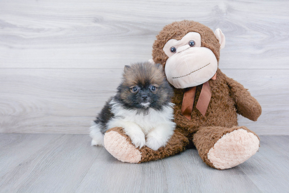 Hypoallergenic Pomeranian Purebred Pup