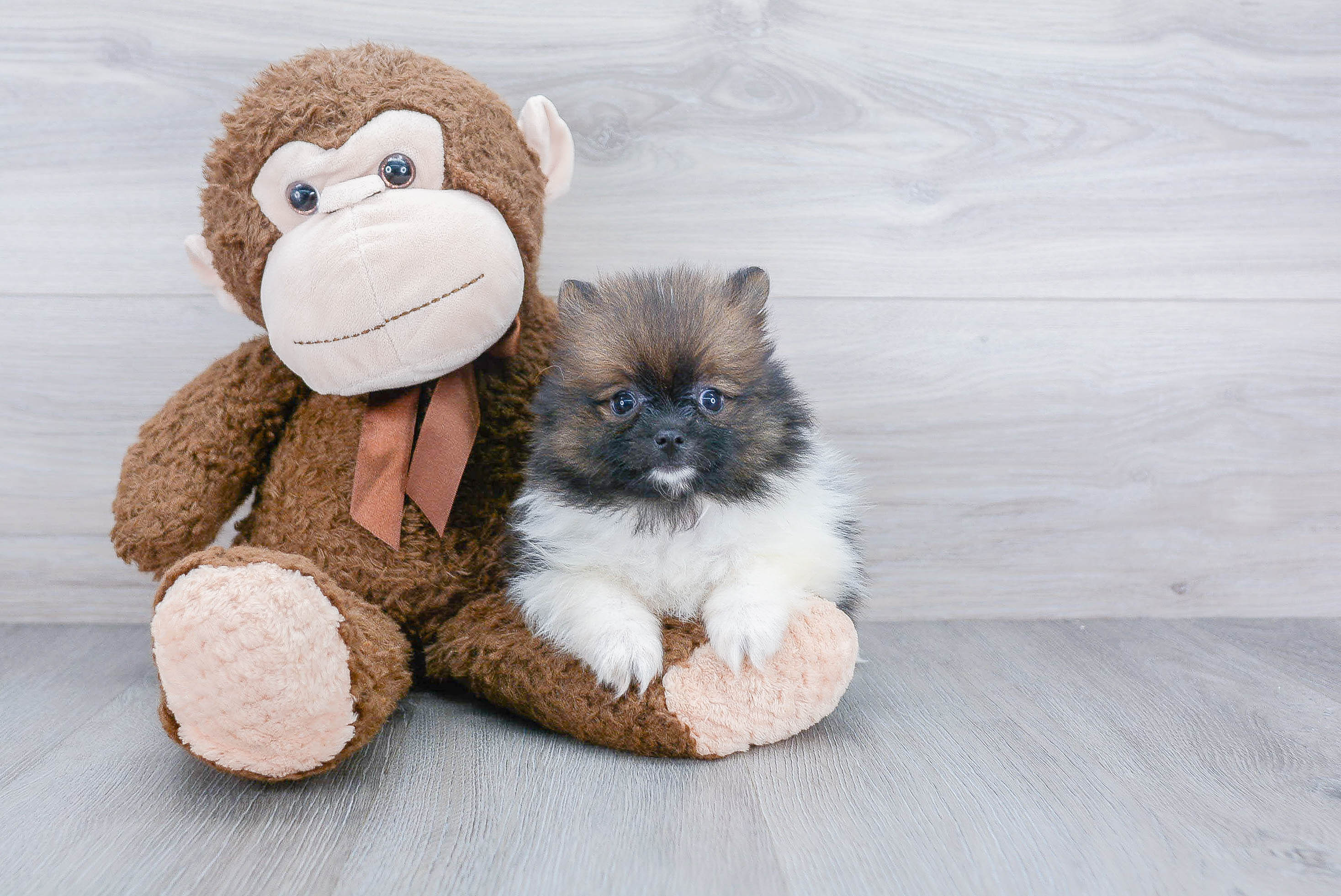 Little Pomeranian Purebred Pup