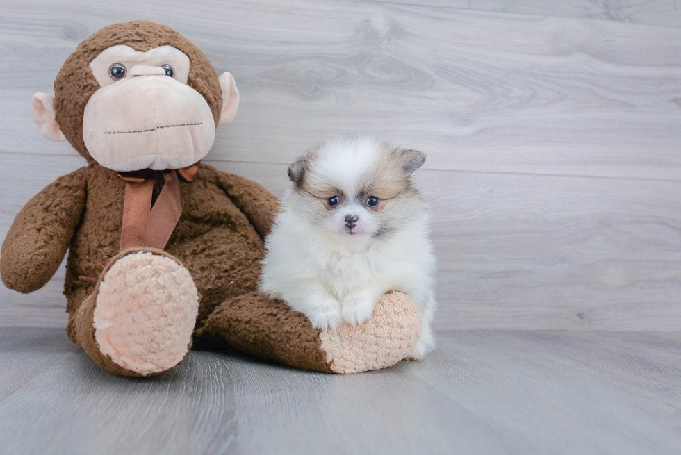 Fluffy Pomeranian Purebred Puppy