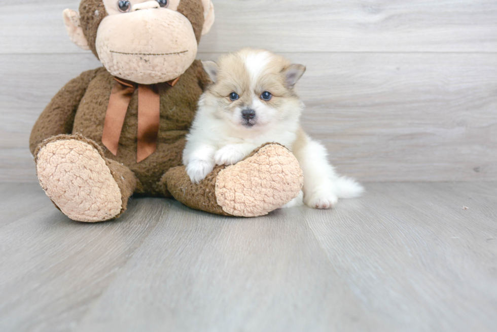 Happy Pomeranian Purebred Puppy