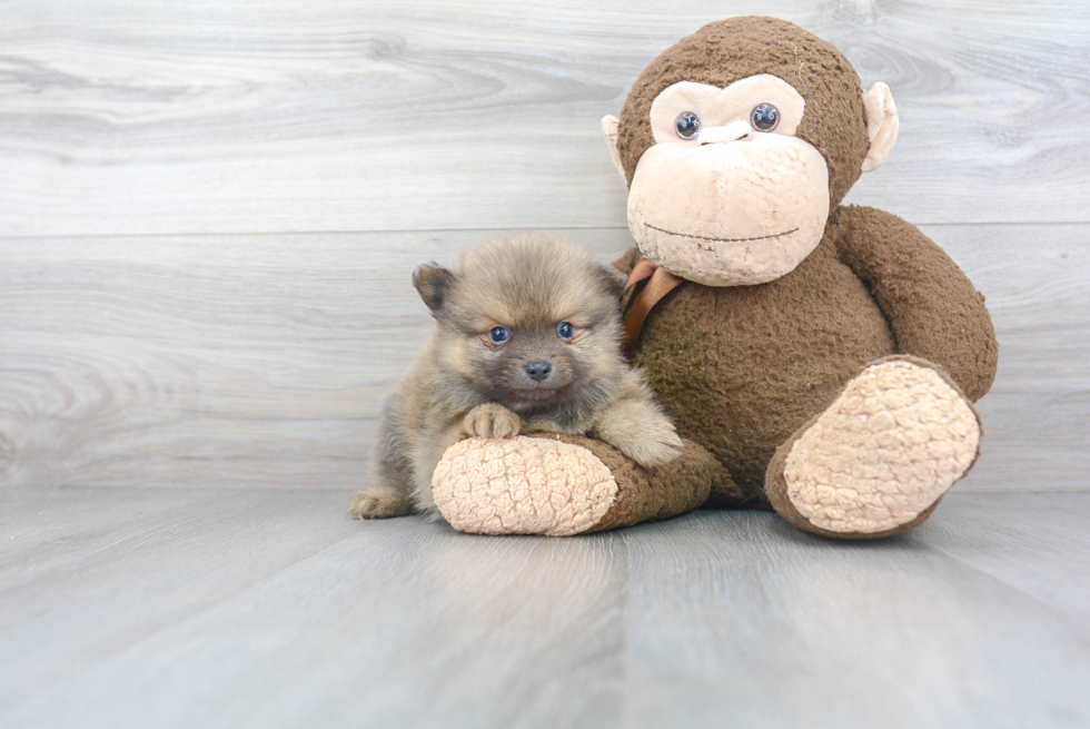 Playful Pomeranian Purebred Pup