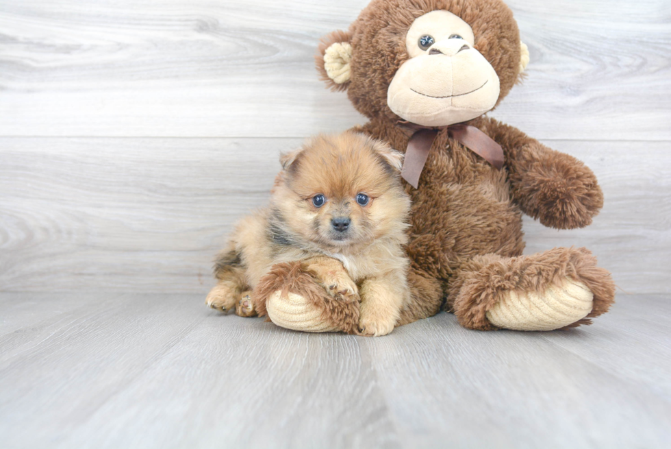 Best Pomeranian Baby