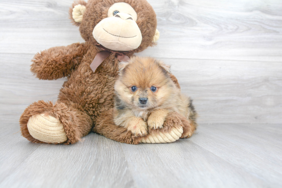 Small Pomeranian Purebred Pup