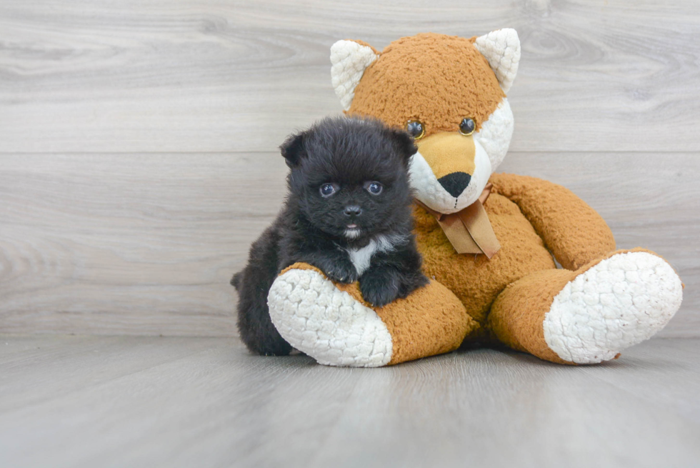 Friendly Pomeranian Purebred Pup