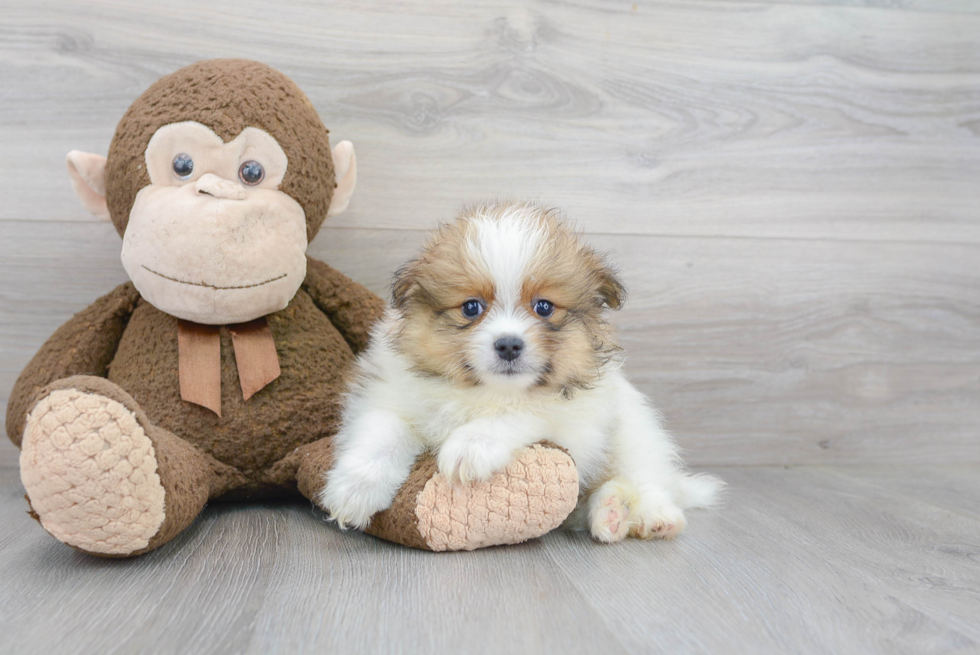 Pomeranian Pup Being Cute