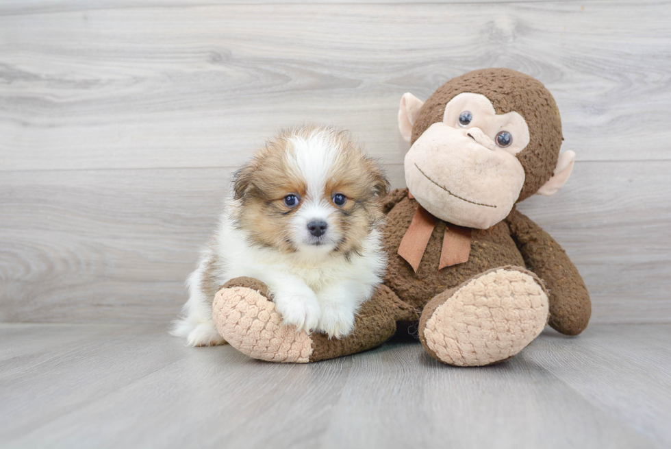 Fluffy Pomeranian Purebred Puppy