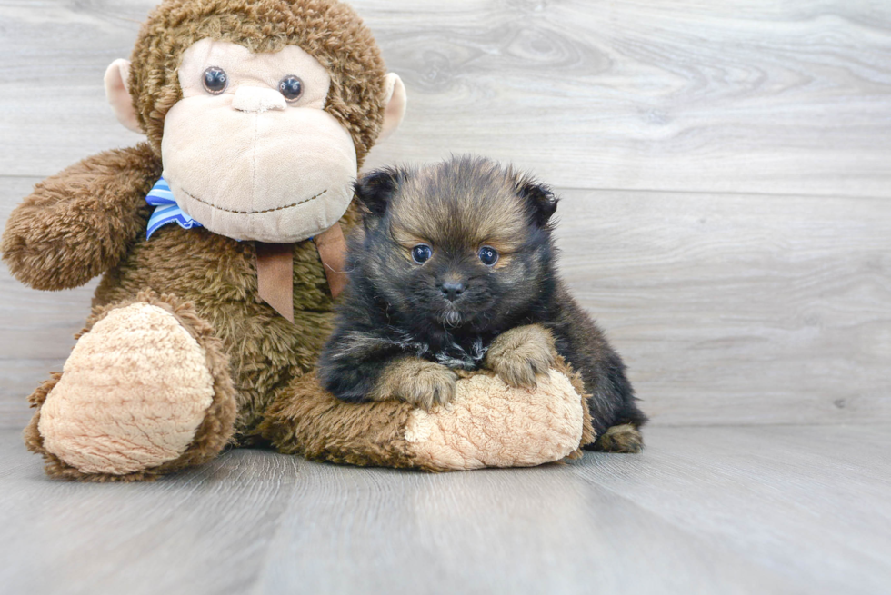 Friendly Pomeranian Baby