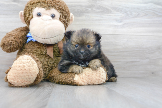 Friendly Pomeranian Baby