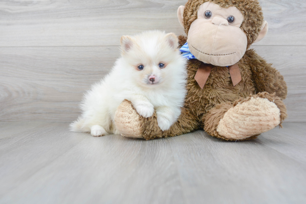 Pomeranian Pup Being Cute