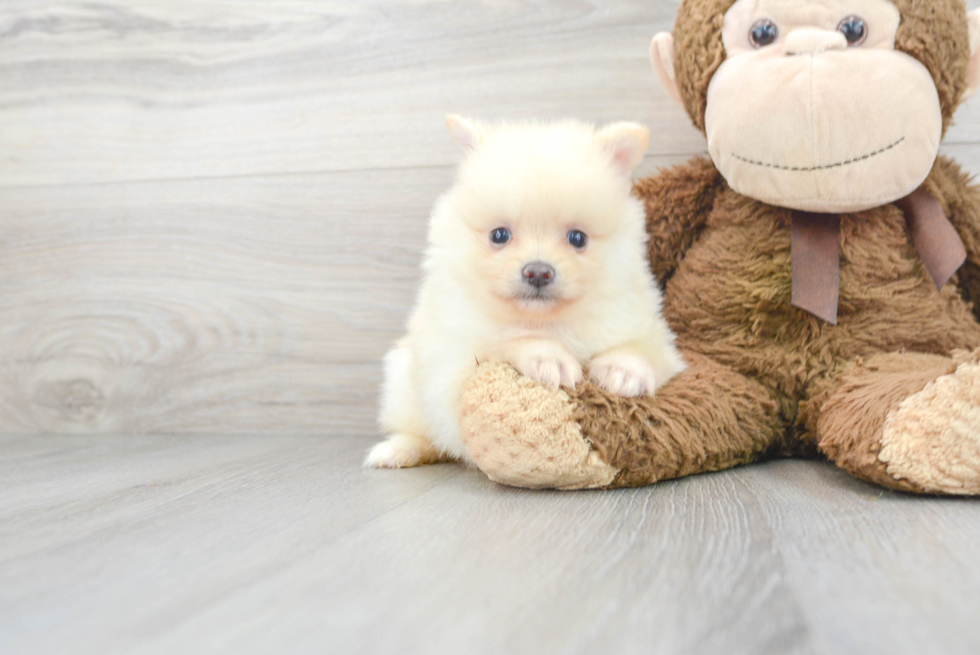 Little Pomeranian Baby