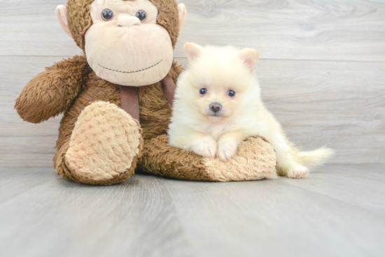 Smart Pomeranian Purebred Puppy