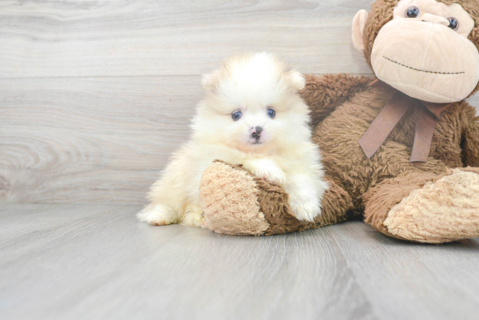 Petite Pomeranian Purebred Puppy