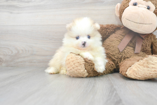 Petite Pomeranian Purebred Puppy