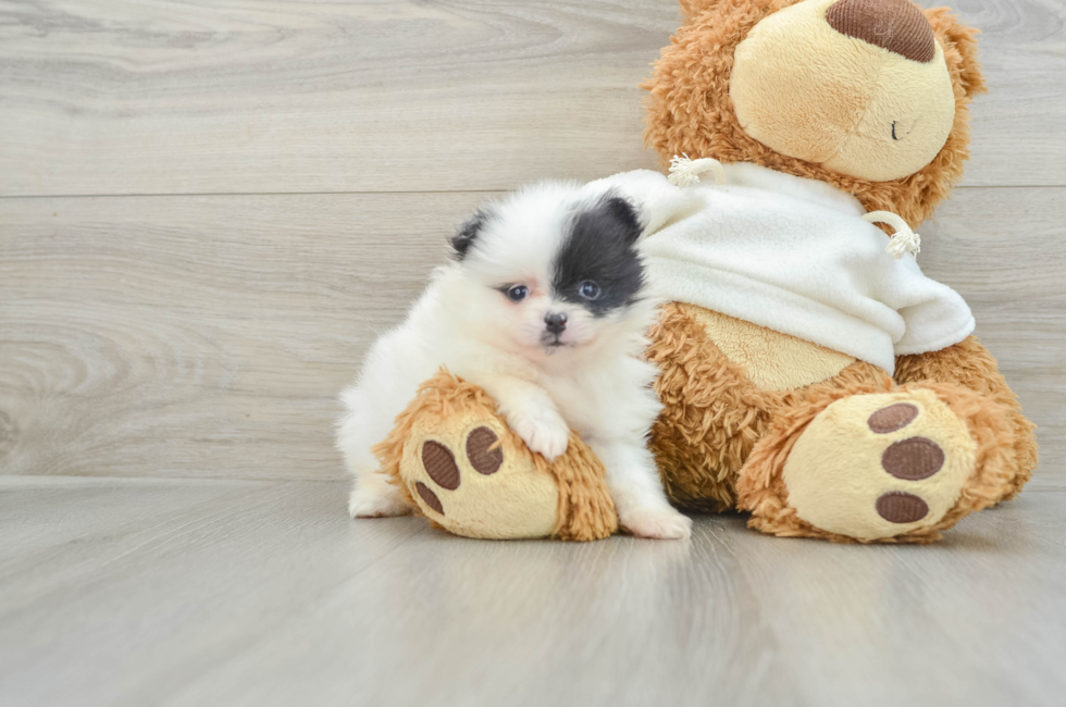 6 week old Pomeranian Puppy For Sale - Premier Pups