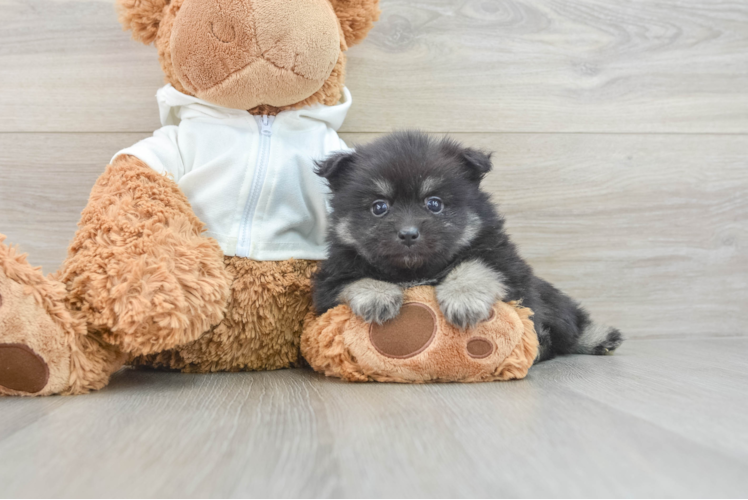 Pomeranian Puppy for Adoption