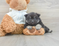 7 week old Pomeranian Puppy For Sale - Premier Pups