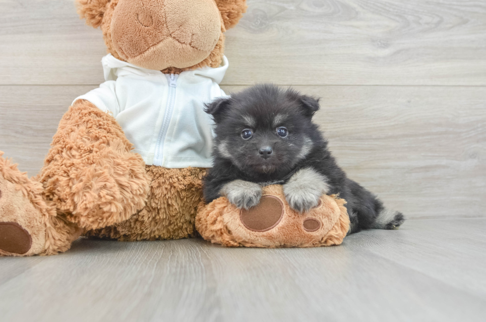 7 week old Pomeranian Puppy For Sale - Premier Pups