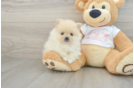 Pomeranian Pup Being Cute