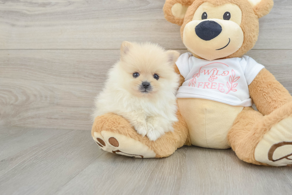 Pomeranian Pup Being Cute
