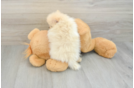 Pomeranian Pup Being Cute