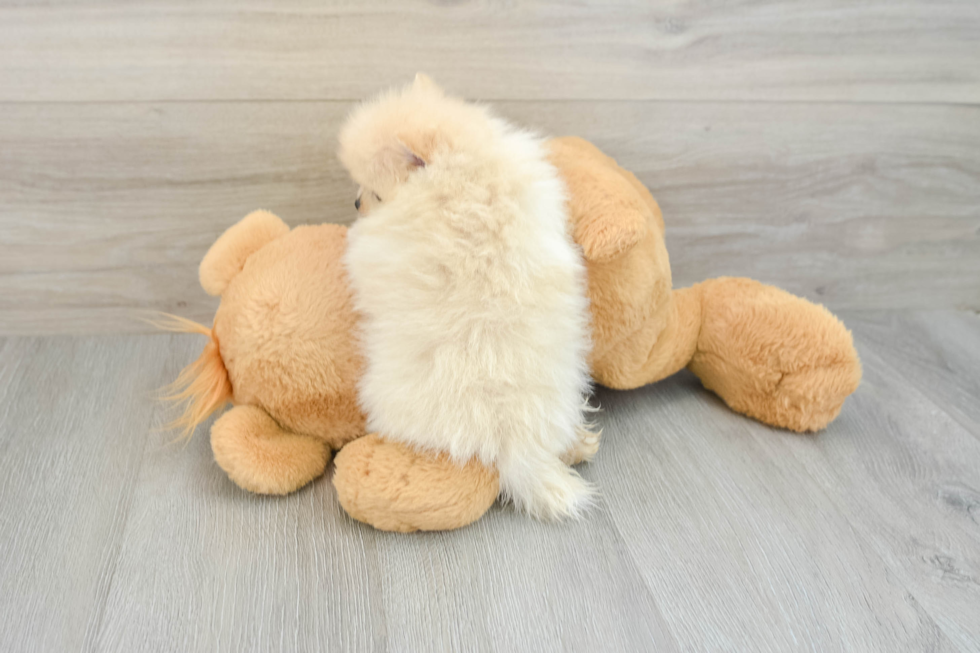 Pomeranian Pup Being Cute