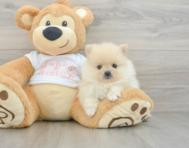 7 week old Pomeranian Puppy For Sale - Premier Pups