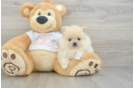 Pomeranian Puppy for Adoption