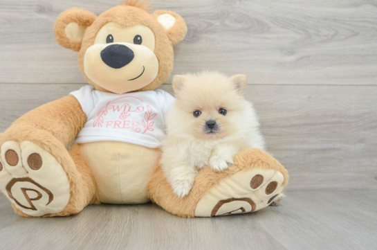 Pomeranian Puppy for Adoption
