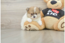 Little Pomeranian Baby