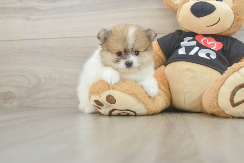 Little Pomeranian Baby