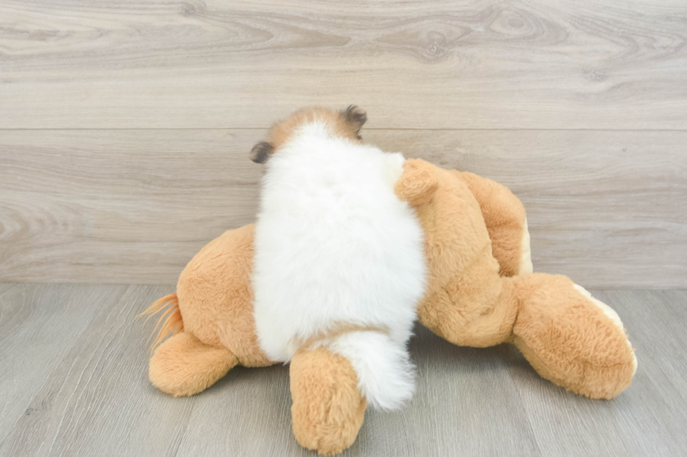 Best Pomeranian Baby