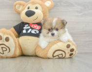6 week old Pomeranian Puppy For Sale - Premier Pups