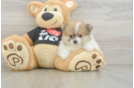 Pomeranian Pup Being Cute