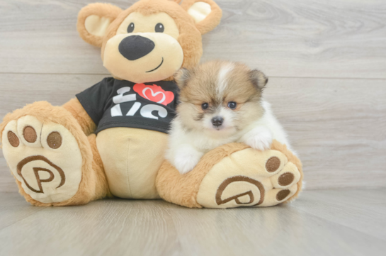 Pomeranian Pup Being Cute